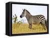 Zebras Herding in The Fields, Maasai Mara, Kenya-Joe Restuccia III-Framed Stretched Canvas