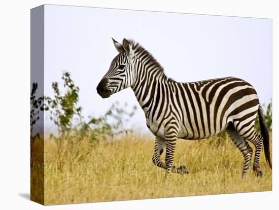 Zebras Herding in The Fields, Maasai Mara, Kenya-Joe Restuccia III-Stretched Canvas