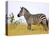 Zebras Herding in The Fields, Maasai Mara, Kenya-Joe Restuccia III-Stretched Canvas