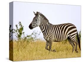 Zebras Herding in The Fields, Maasai Mara, Kenya-Joe Restuccia III-Stretched Canvas