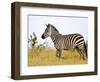 Zebras Herding in The Fields, Maasai Mara, Kenya-Joe Restuccia III-Framed Photographic Print