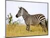 Zebras Herding in The Fields, Maasai Mara, Kenya-Joe Restuccia III-Mounted Photographic Print