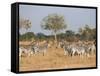 Zebras, Hwange National Park, Zimbabwe, Africa-Sergio Pitamitz-Framed Stretched Canvas