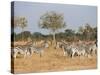 Zebras, Hwange National Park, Zimbabwe, Africa-Sergio Pitamitz-Stretched Canvas