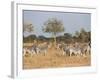 Zebras, Hwange National Park, Zimbabwe, Africa-Sergio Pitamitz-Framed Photographic Print