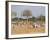 Zebras, Hwange National Park, Zimbabwe, Africa-Sergio Pitamitz-Framed Photographic Print