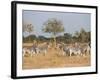 Zebras, Hwange National Park, Zimbabwe, Africa-Sergio Pitamitz-Framed Photographic Print