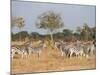 Zebras, Hwange National Park, Zimbabwe, Africa-Sergio Pitamitz-Mounted Photographic Print