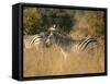 Zebras, Hwange National Park, Zimbabwe, Africa-Sergio Pitamitz-Framed Stretched Canvas