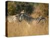 Zebras, Hwange National Park, Zimbabwe, Africa-Sergio Pitamitz-Stretched Canvas