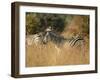 Zebras, Hwange National Park, Zimbabwe, Africa-Sergio Pitamitz-Framed Photographic Print