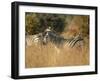 Zebras, Hwange National Park, Zimbabwe, Africa-Sergio Pitamitz-Framed Photographic Print