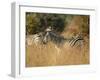 Zebras, Hwange National Park, Zimbabwe, Africa-Sergio Pitamitz-Framed Photographic Print