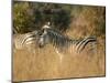 Zebras, Hwange National Park, Zimbabwe, Africa-Sergio Pitamitz-Mounted Photographic Print