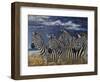 Zebras I-Peter Blackwell-Framed Art Print