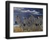 Zebras I-Peter Blackwell-Framed Art Print