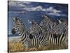 Zebras I-Peter Blackwell-Stretched Canvas