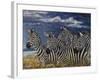 Zebras I-Peter Blackwell-Framed Art Print