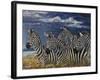 Zebras I-Peter Blackwell-Framed Art Print