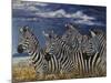 Zebras I-Peter Blackwell-Mounted Art Print