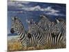 Zebras I-Peter Blackwell-Mounted Art Print