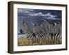 Zebras I-Peter Blackwell-Framed Art Print