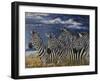 Zebras I-Peter Blackwell-Framed Art Print