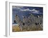 Zebras I-Peter Blackwell-Framed Art Print