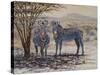 Zebras II-Peter Blackwell-Stretched Canvas
