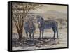 Zebras II-Peter Blackwell-Framed Stretched Canvas