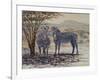 Zebras II-Peter Blackwell-Framed Art Print