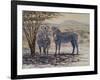 Zebras II-Peter Blackwell-Framed Art Print