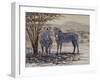Zebras II-Peter Blackwell-Framed Art Print