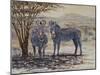 Zebras II-Peter Blackwell-Mounted Art Print