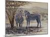 Zebras II-Peter Blackwell-Mounted Art Print