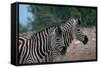 Zebras in Grassy Area-null-Framed Stretched Canvas