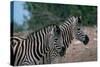 Zebras in Grassy Area-null-Stretched Canvas