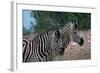Zebras in Grassy Area-null-Framed Photographic Print