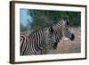 Zebras in Grassy Area-null-Framed Photographic Print