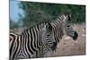 Zebras in Grassy Area-null-Mounted Photographic Print