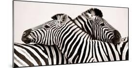 Zebras in love-null-Mounted Art Print