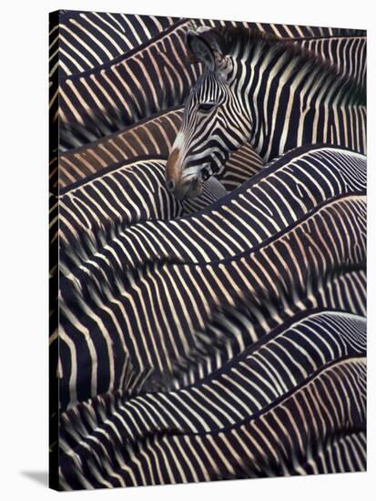 Zebras in Samburu National reserve, Kenya-DLI Agency-Stretched Canvas