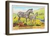 Zebras in the Congo-null-Framed Art Print