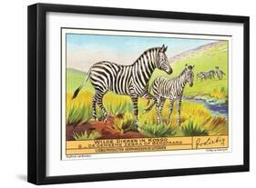 Zebras in the Congo-null-Framed Art Print