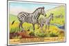 Zebras in the Congo-null-Mounted Art Print