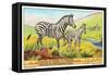 Zebras in the Congo-null-Framed Stretched Canvas