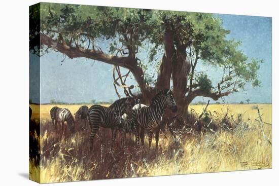 Zebras in the Steppe-Wilhelm Kuhnert-Stretched Canvas