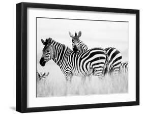 Zebras in the Tall Grass (b&w) Full Bleed-Martin Fowkes-Framed Giclee Print