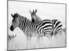 Zebras in the Tall Grass (b&w) Full Bleed-Martin Fowkes-Mounted Giclee Print