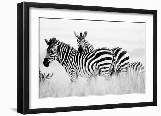 Zebras in the Tall Grass (b&w)-Martin Fowkes-Framed Giclee Print